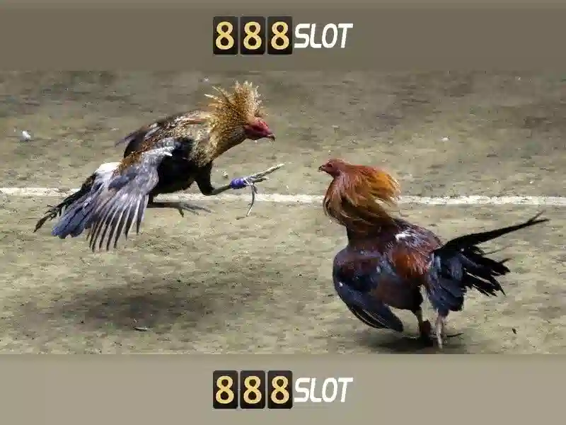 Trải nghiệm người dùng và phản hồi cộng đồng