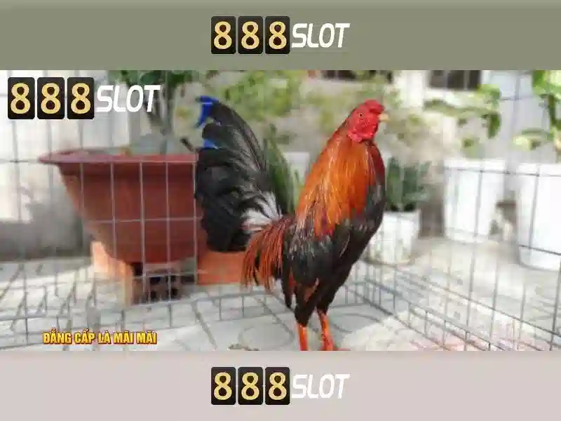 Đánh giá tổng quan về nền tảng